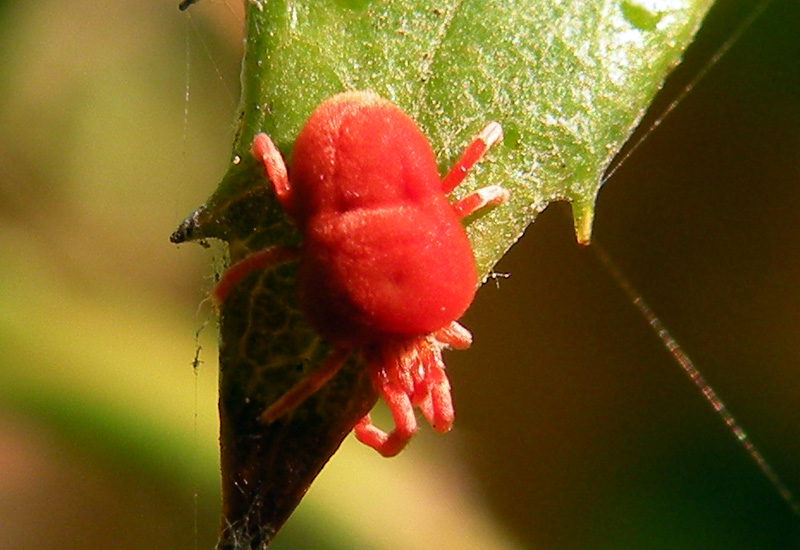 Trombidium sp.
